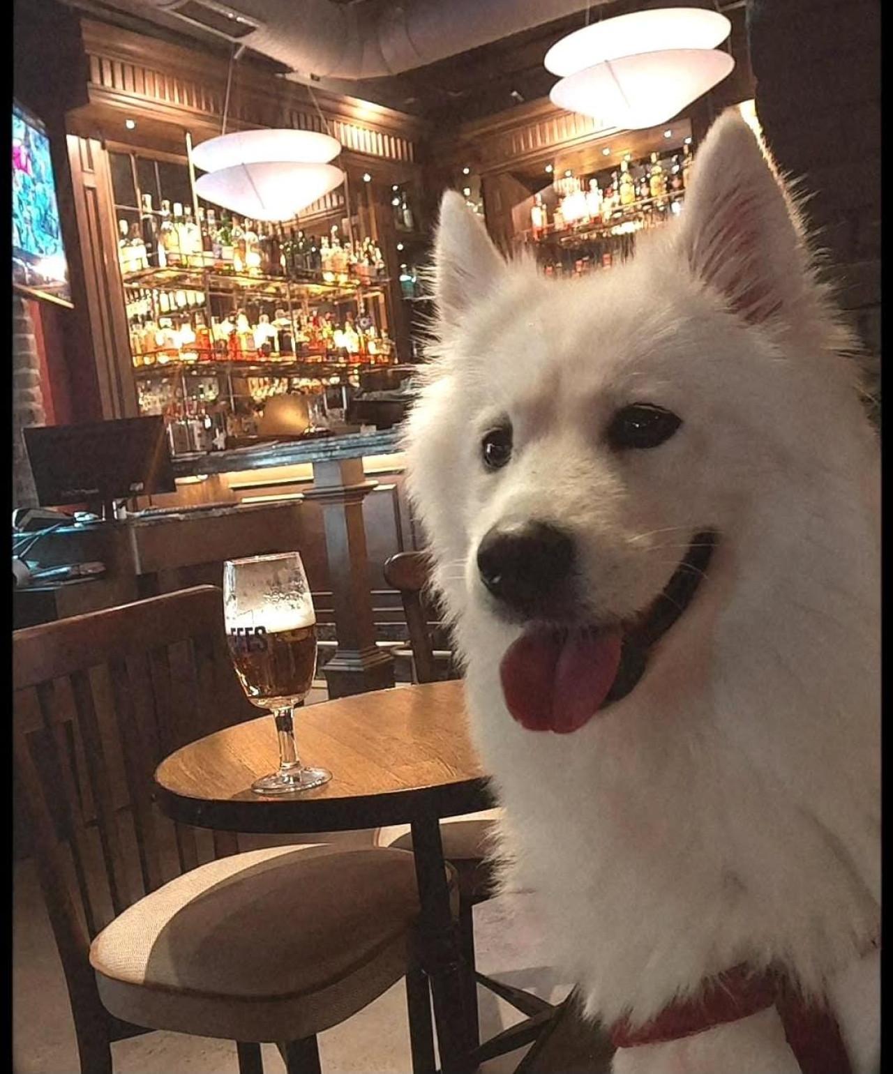 Şila’ya Erkek Samoyed Eş Arıyoruz 2